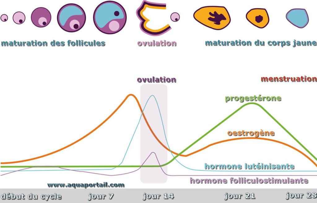 Les syndromes prémenstruels, comment se soulager naturellement.